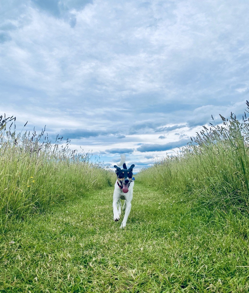 Sally's dog running up a grassy track on a hill walk