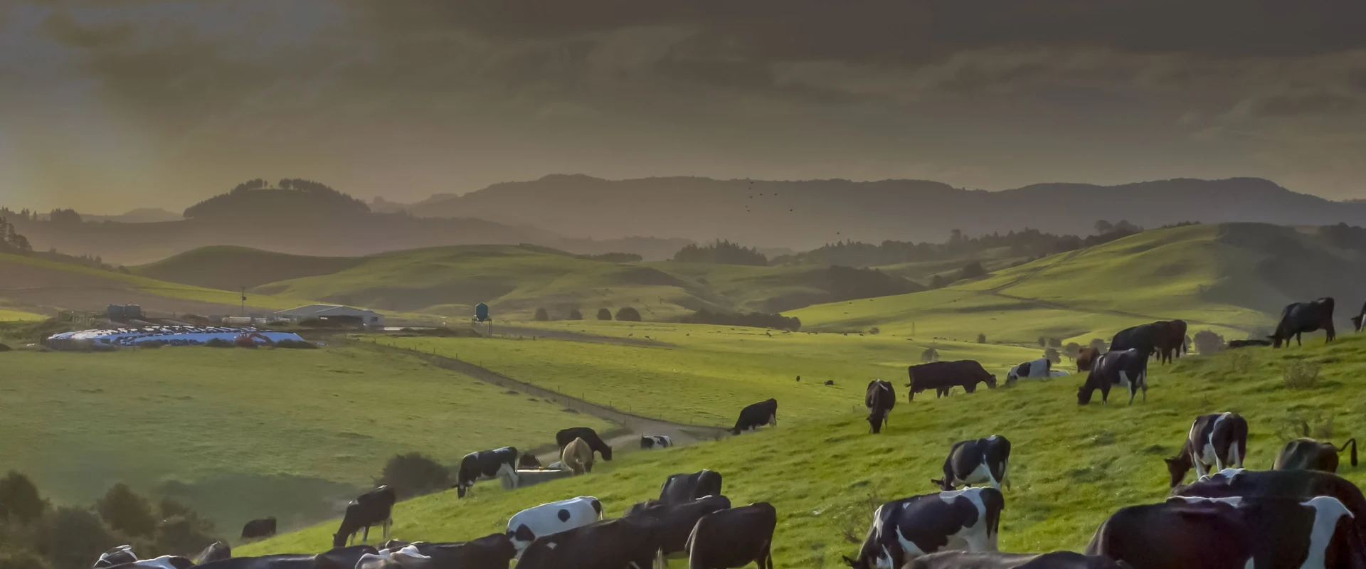 Cows grazing on rolling green hills at a Fonterra farm as the sun comes up
